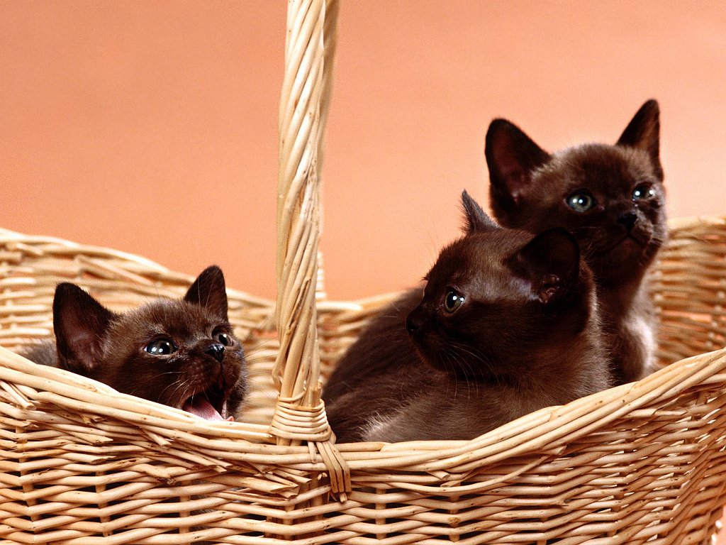 Basket O' Burmese Kittens